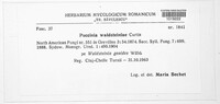 Puccinia waldsteiniae image